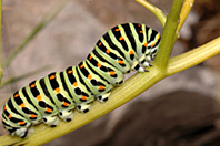 Papilio machaon